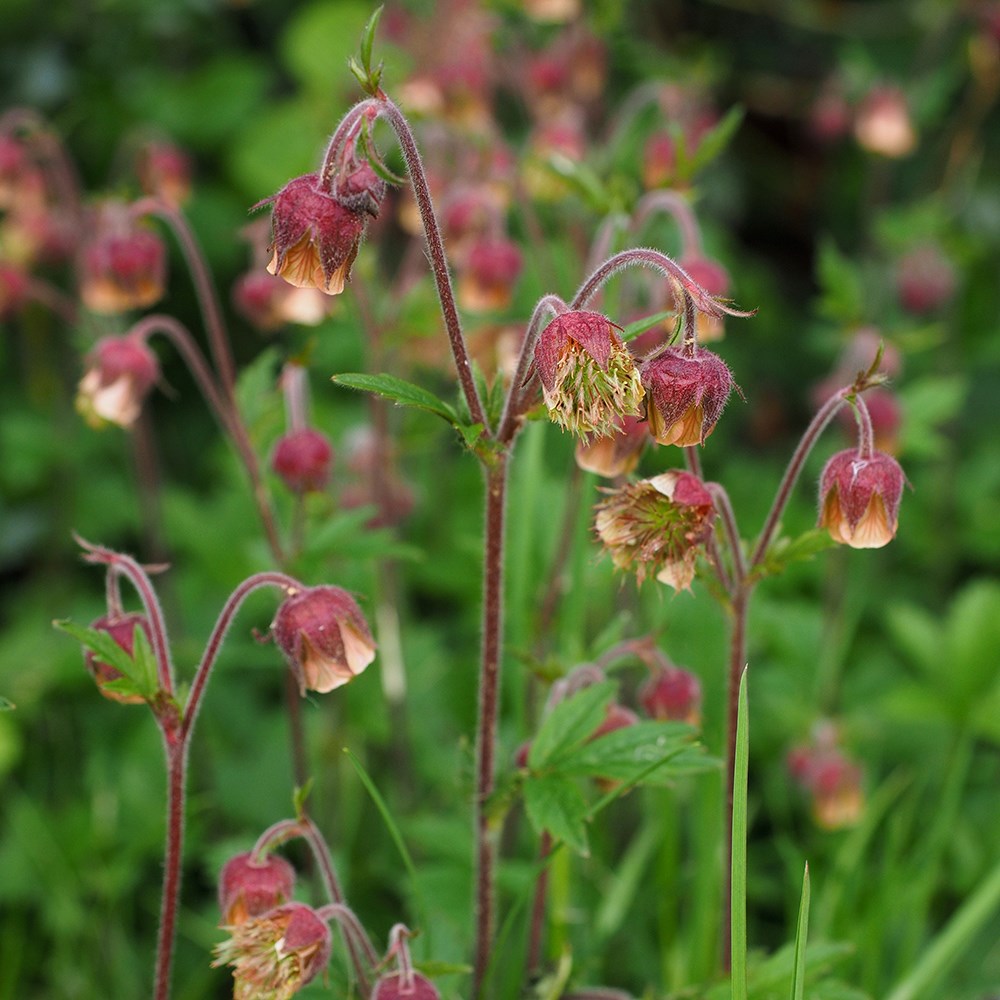 <i>Geum rivale</i> 