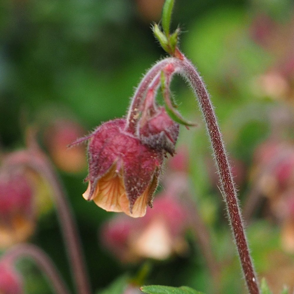 <i>Geum rivale</i> 