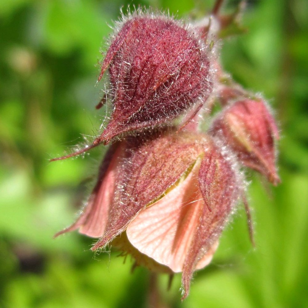<i>Geum rivale</i> 