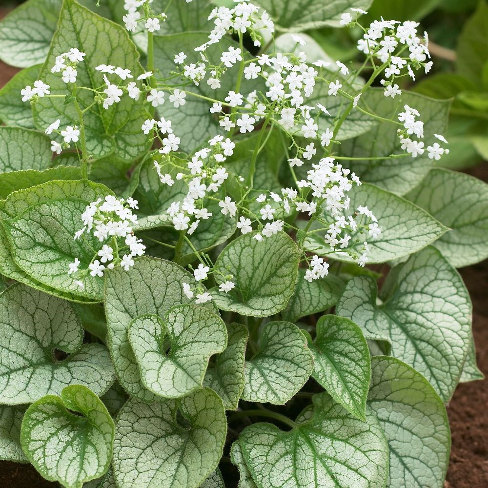 <i>Brunnera macrophylla</i> 'Mister Morse' (PBR)