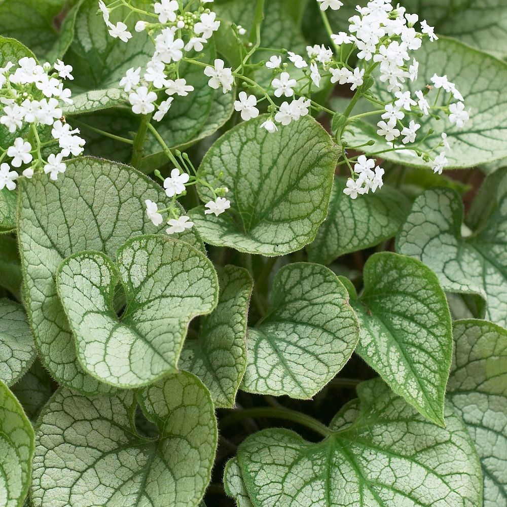 <i>Brunnera macrophylla</i> 'Mister Morse' (PBR)