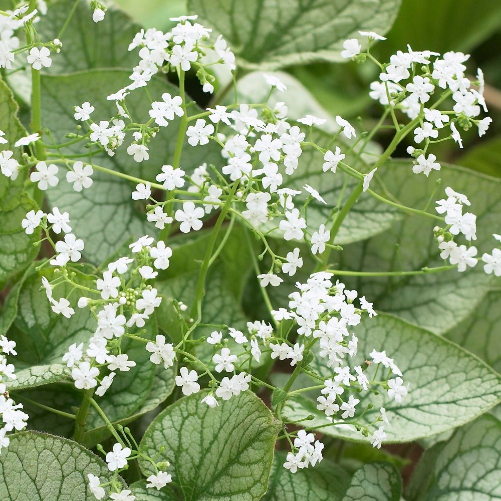 <i>Brunnera macrophylla</i> 'Mister Morse' (PBR)