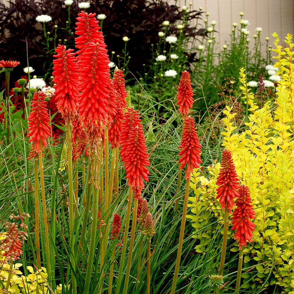 <i>Kniphofia</i> 'Redhot Popsicle' (Popsicle series)
