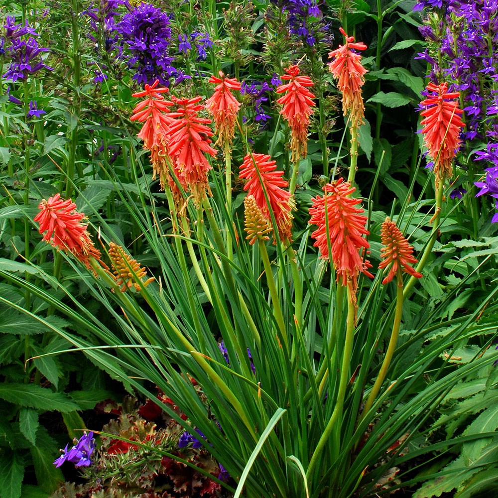 <i>Kniphofia</i> 'Redhot Popsicle' (Popsicle series)
