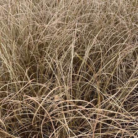 <i>Carex buchananii</i> 'Red Rooster'