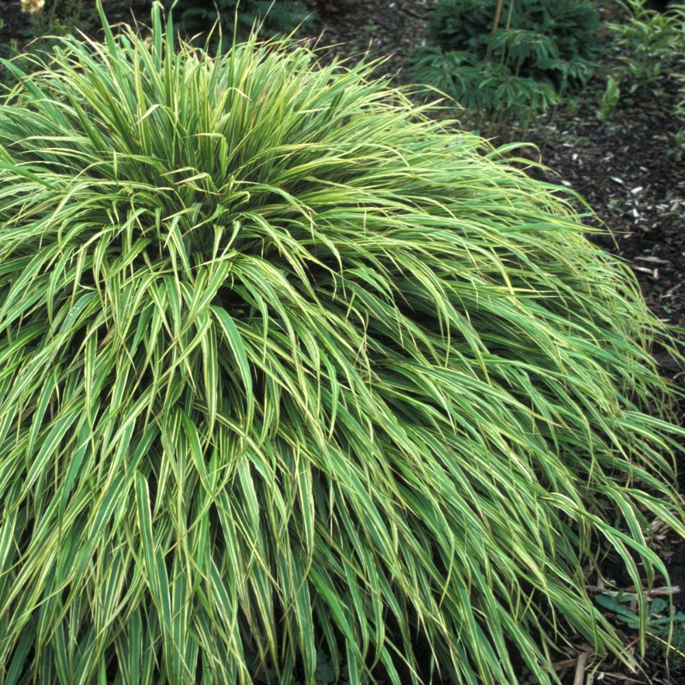 <i>Hakonechloa macra</i> 'Albovariegata'
