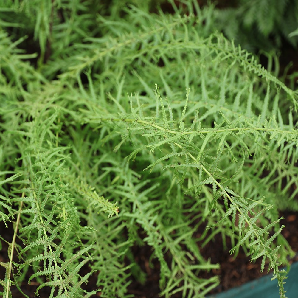 <i>Athyrium filix-femina</i> 'Victoriae'