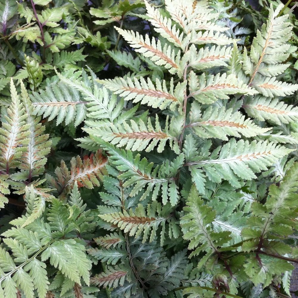 <i>Athyrium niponicum</i> 'metallicum'