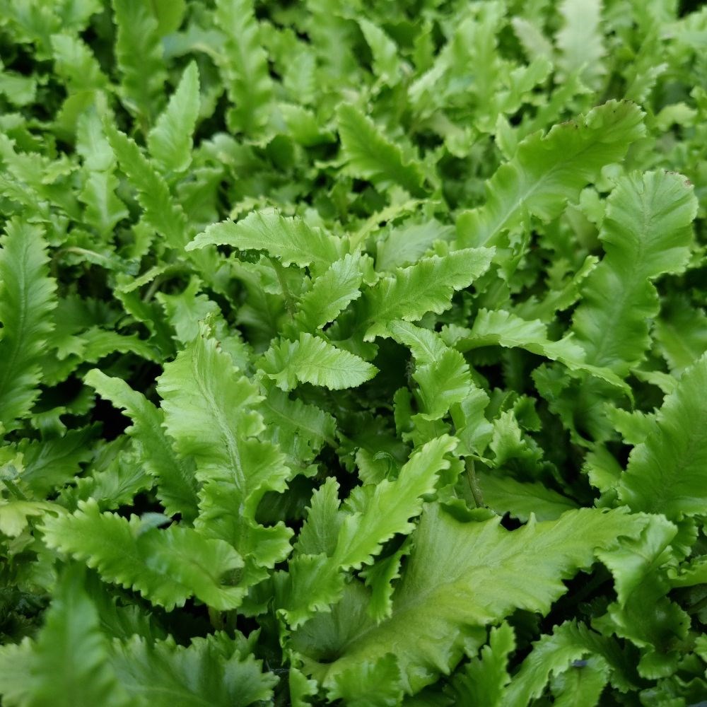 <i>Asplenium scolopendrium</i> 'Angustifolia'