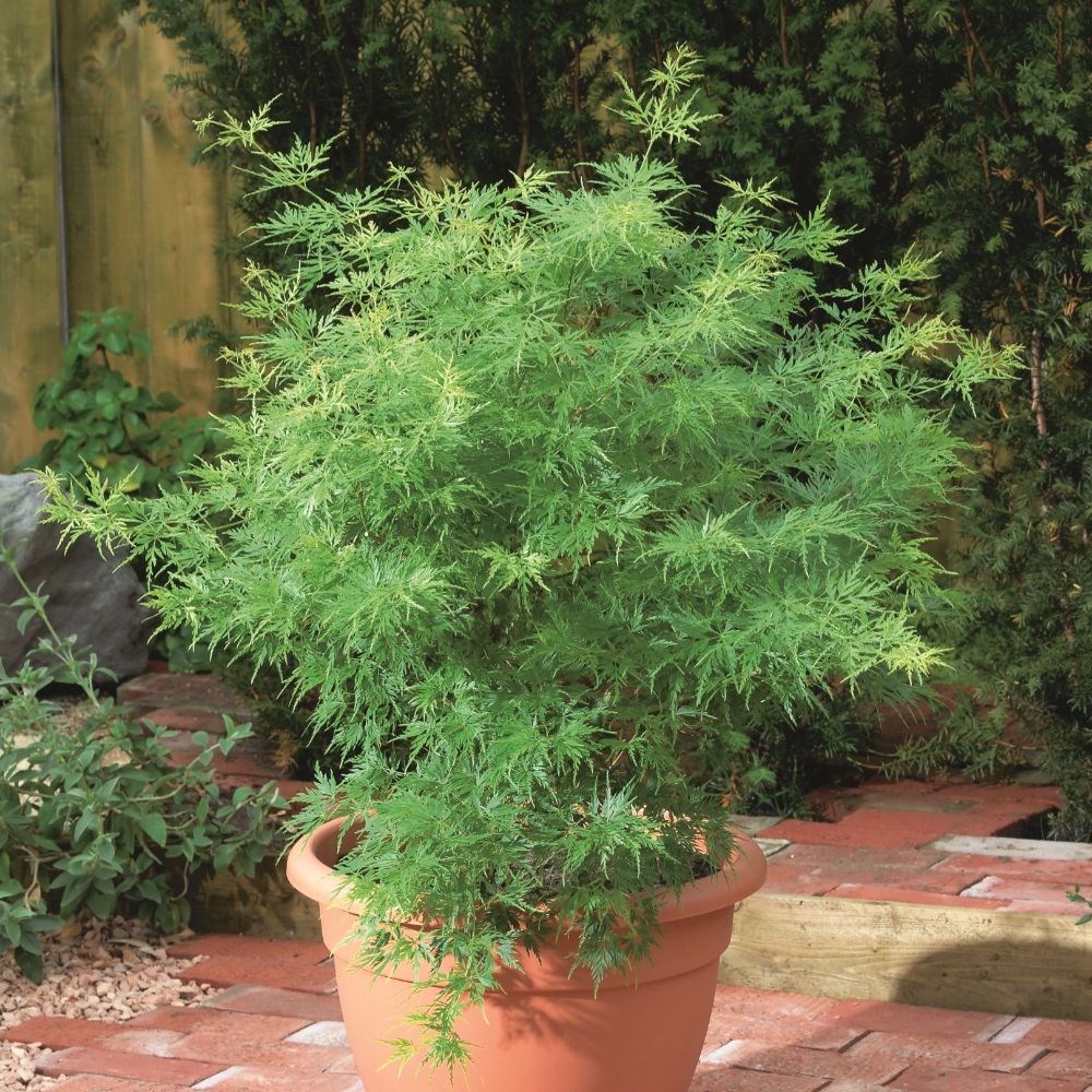 <i>Acer palmatum</i> 'Seiryu'