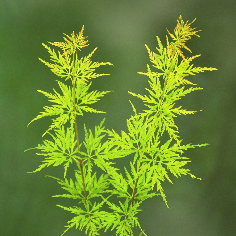 <i>Acer palmatum</i> 'Seiryu'