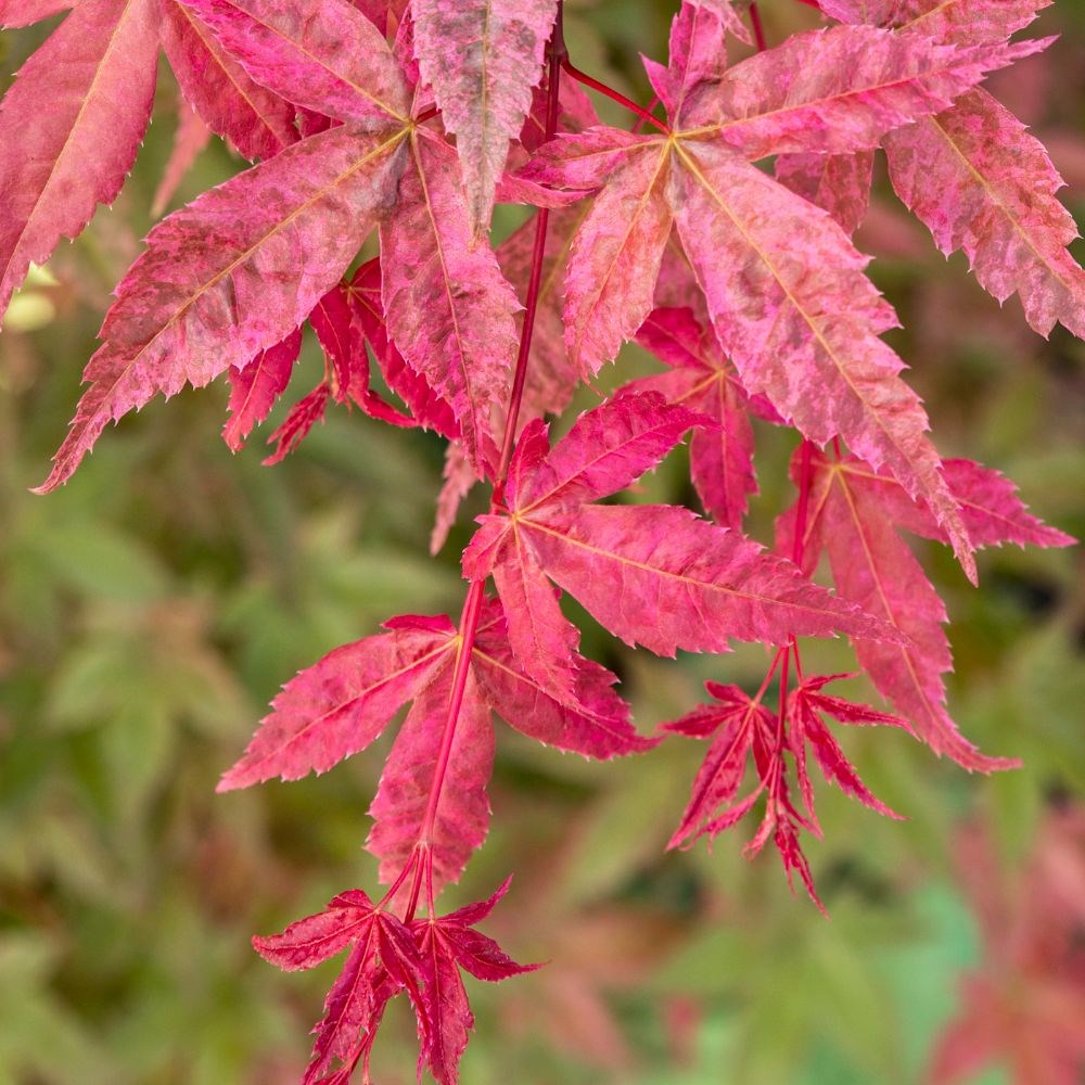 <i>Acer palmatum</i> 'Beni-maiko'
