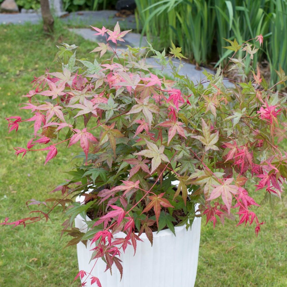 <i>Acer palmatum</i> 'Beni-maiko'