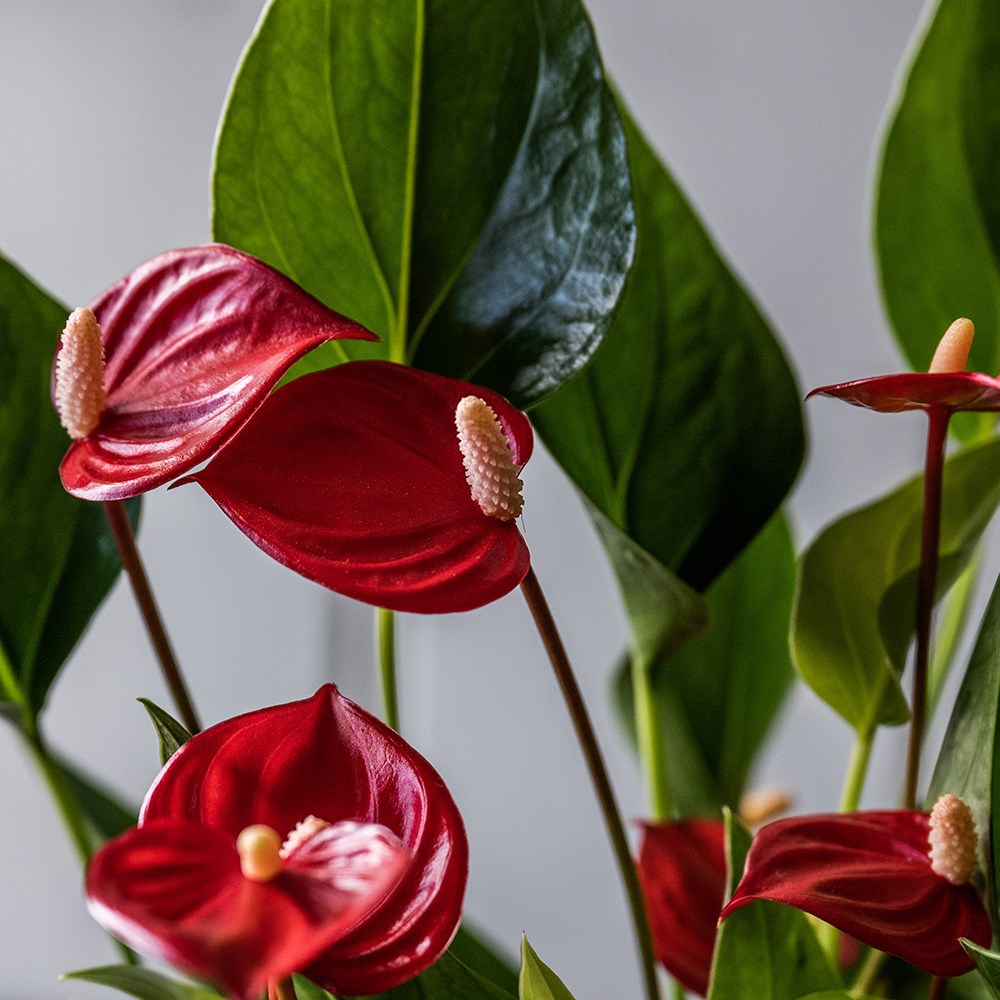 <i>Anthurium</i> (Andraeanum Group) <b class=small-caps>Million Flowers Red</b> ('Ryn2010043') (PBR)