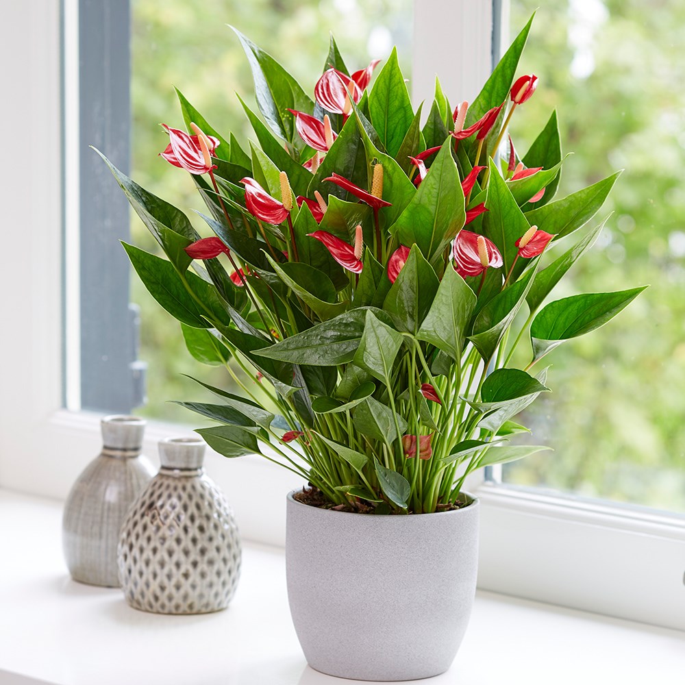 <i>Anthurium</i> (Andraeanum Group) <b class=small-caps>Million Flowers Red</b> ('Ryn2010043') (PBR)