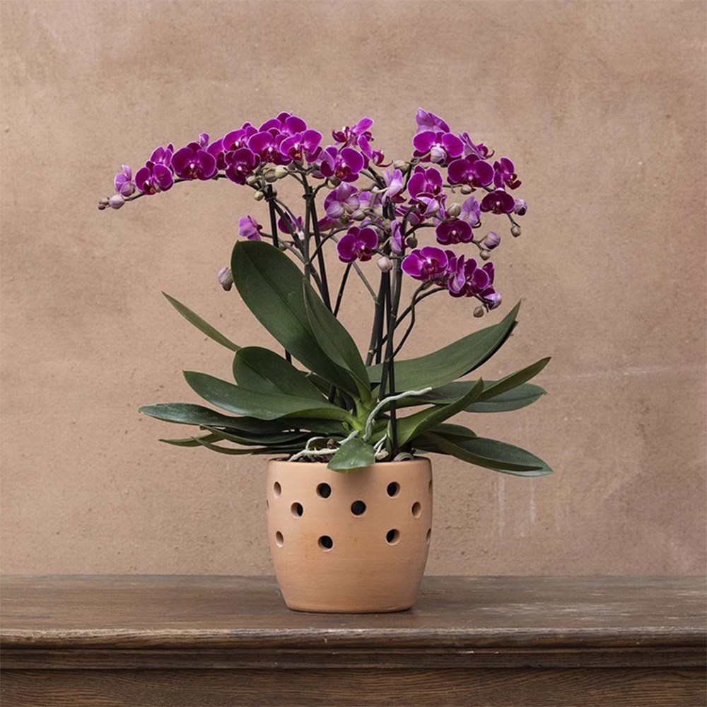 Phalaenopsis Bellissimo Amore | Orchid