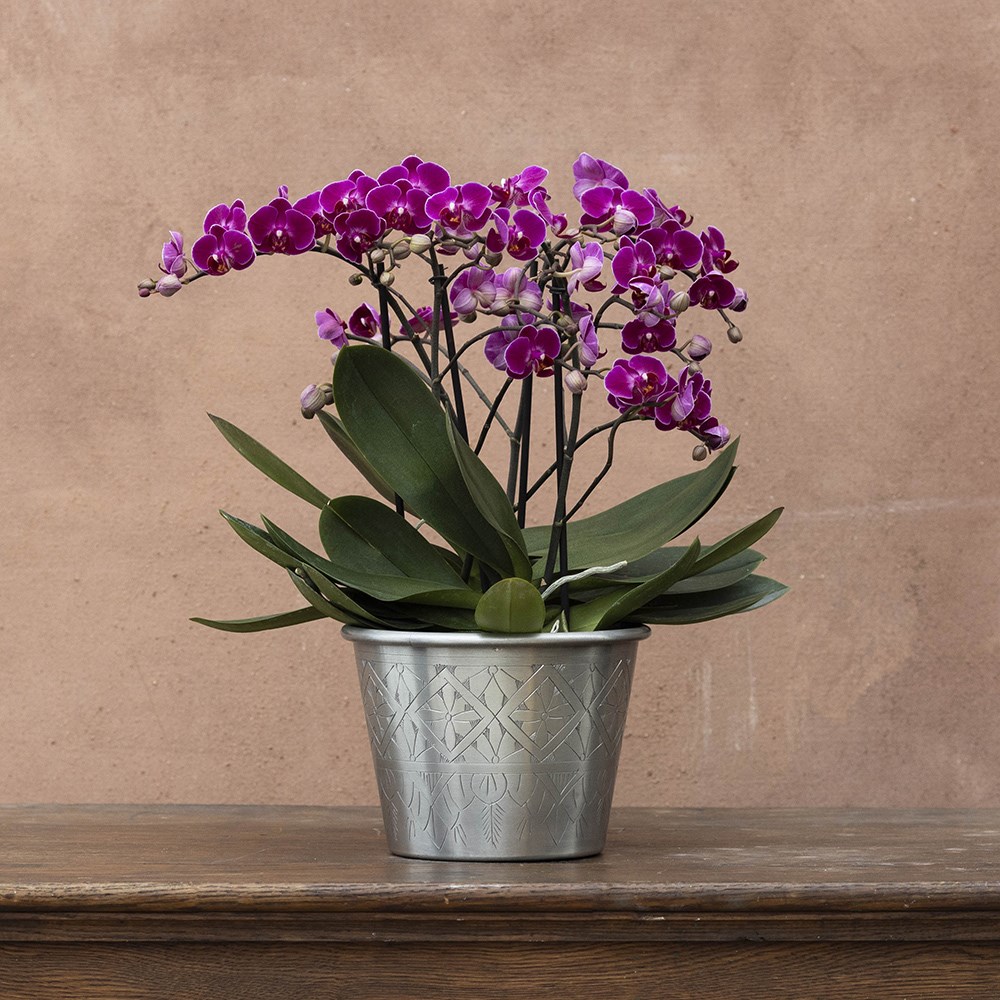Phalaenopsis Bellissimo Amore | Orchid