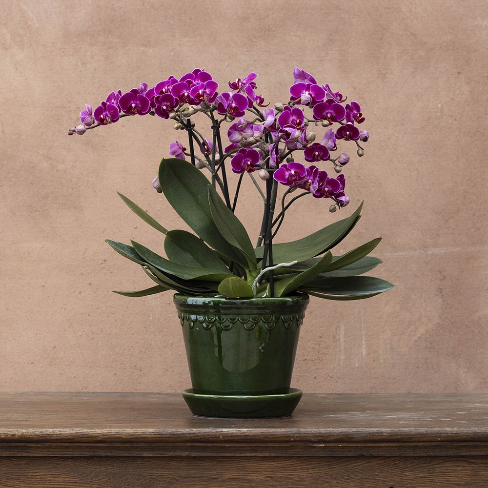 Phalaenopsis Bellissimo Amore | Orchid