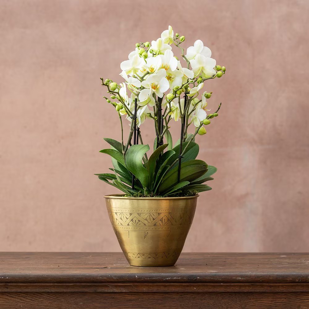 Phalaenopsis Bellissimo Bella | Orchid