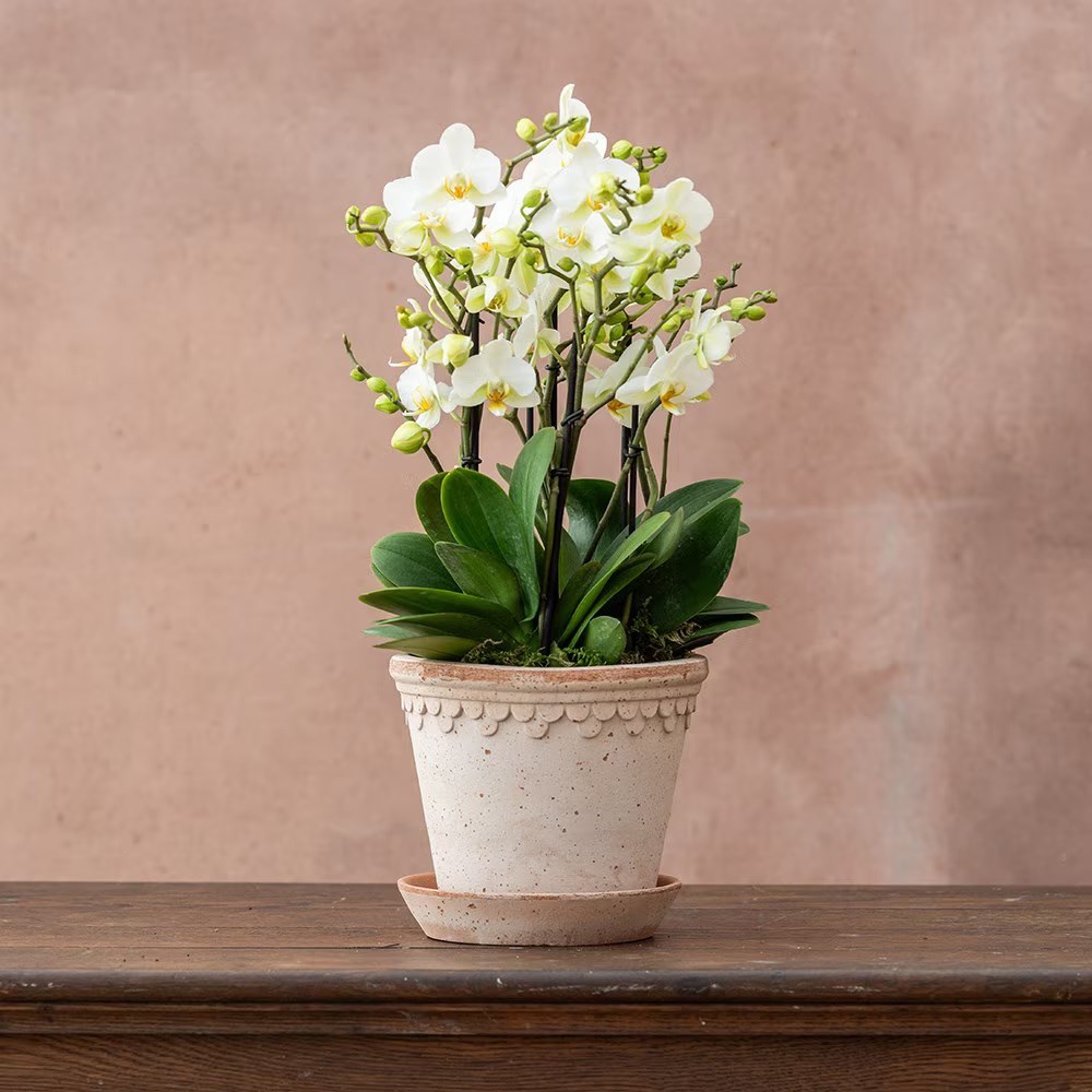 Phalaenopsis Bellissimo Bella | Orchid