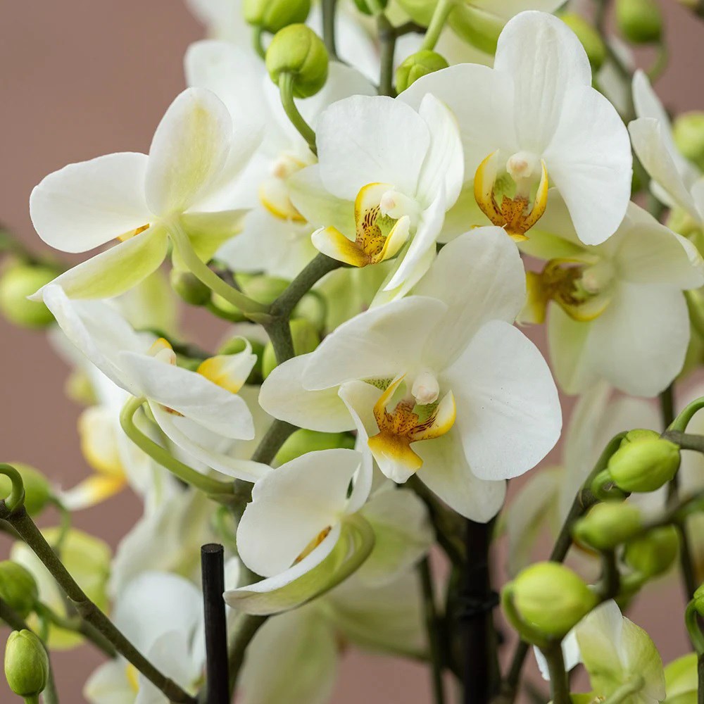 Phalaenopsis Bellissimo Bella | Orchid