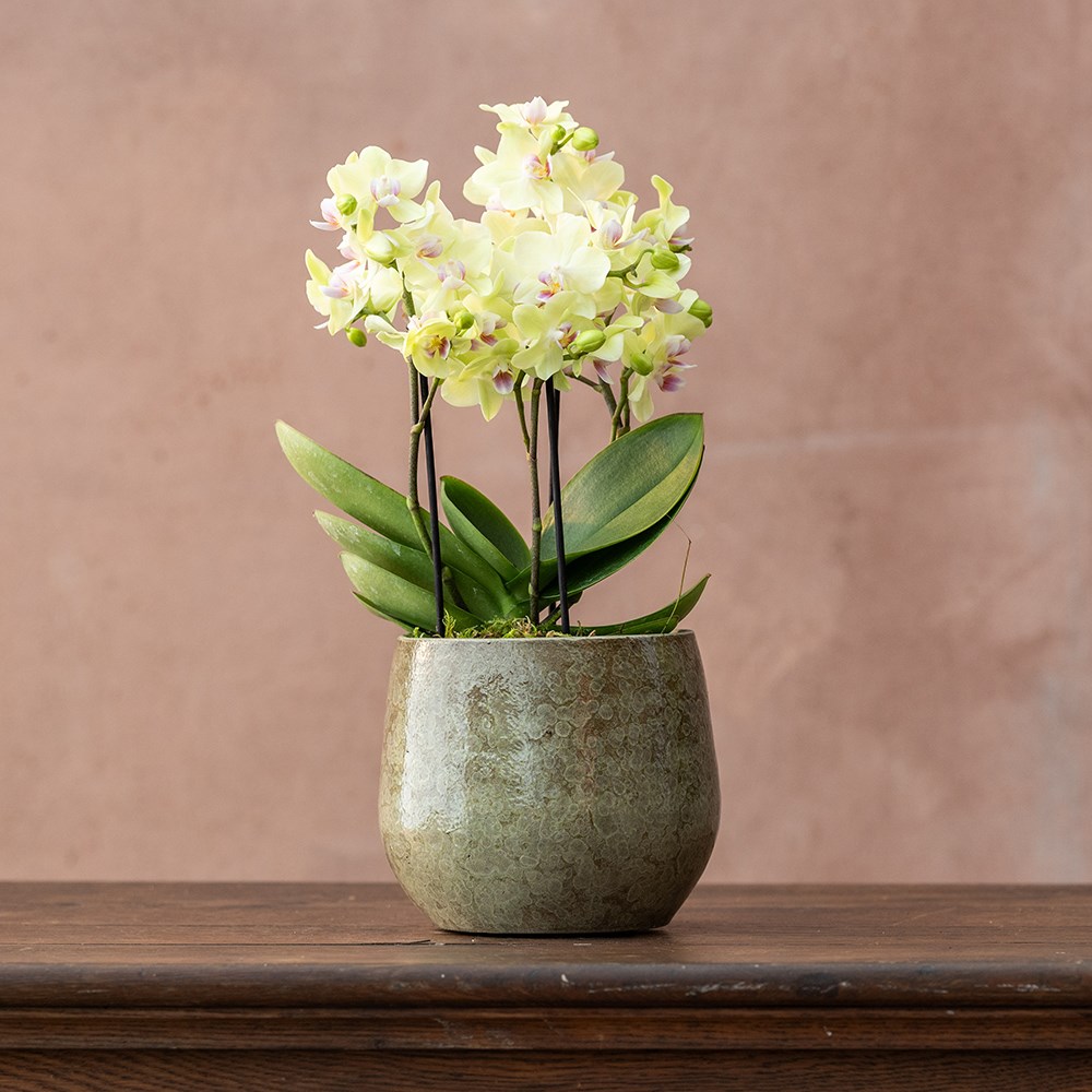 Phalaenopsis Boquetto Sensation | Orchid