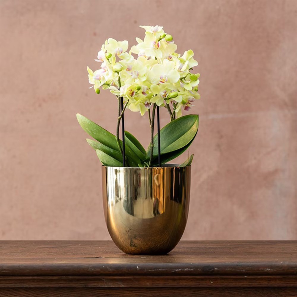 Phalaenopsis Boquetto Sensation | Orchid