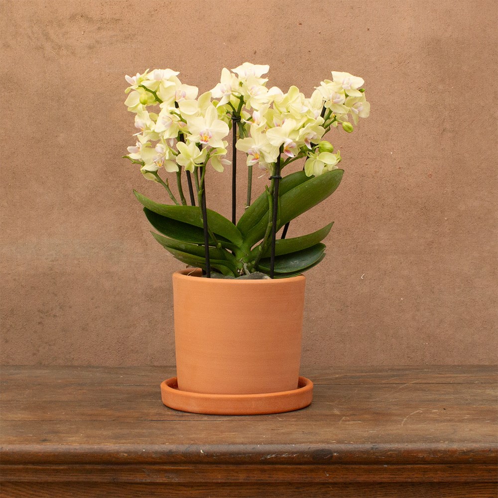 Phalaenopsis Boquetto Sensation | Orchid