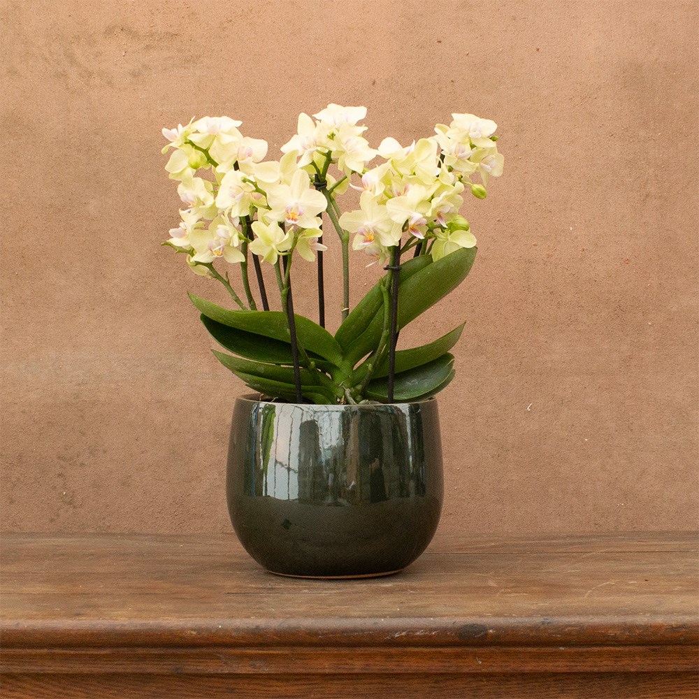 Phalaenopsis Boquetto Sensation | Orchid