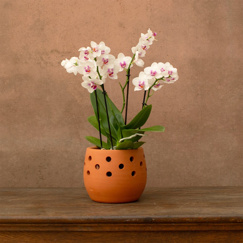 Phalaenopsis Boquetto Passione | Orchid