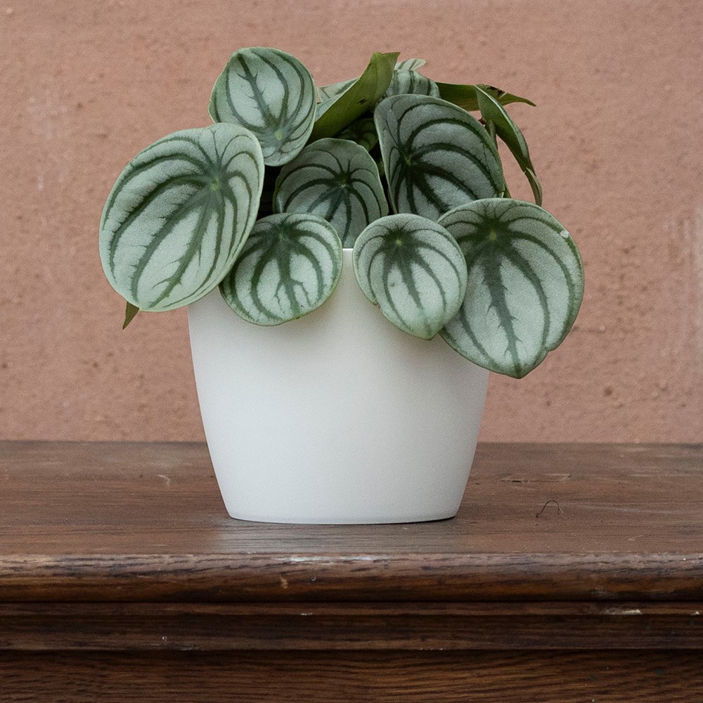 <i>Peperomia argyreia</i> 