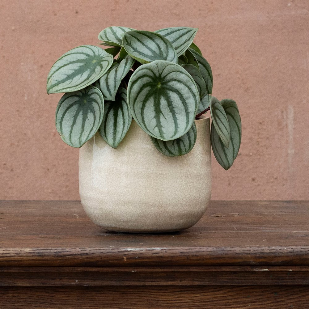 <i>Peperomia argyreia</i> 