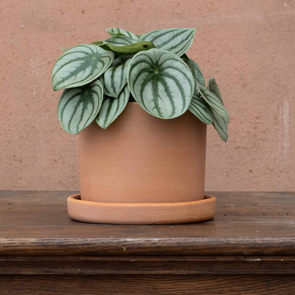 <i>Peperomia argyreia</i> 