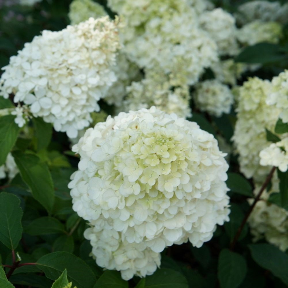 <i>Hydrangea paniculata</i> <b class=small-caps>Sundae Fraise</b> ('Rensun') (PBR)