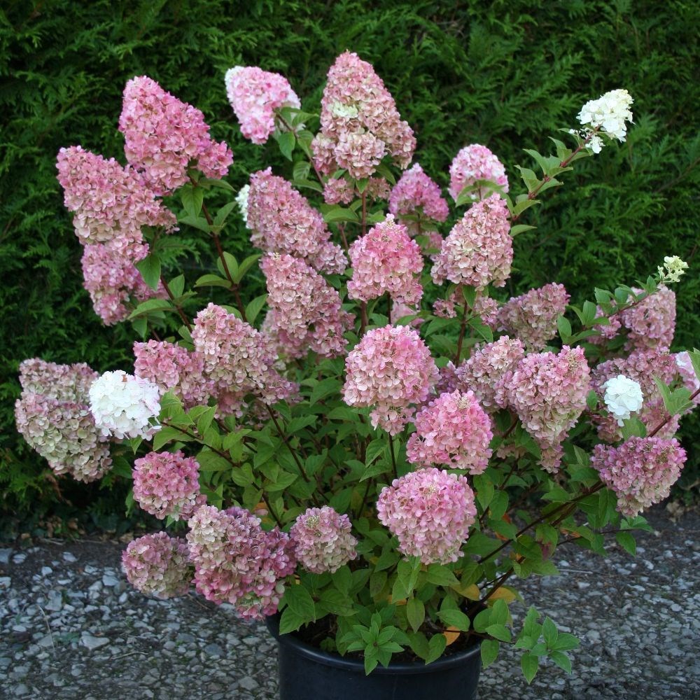 <i>Hydrangea paniculata</i> <b class=small-caps>Sundae Fraise</b> ('Rensun') (PBR)