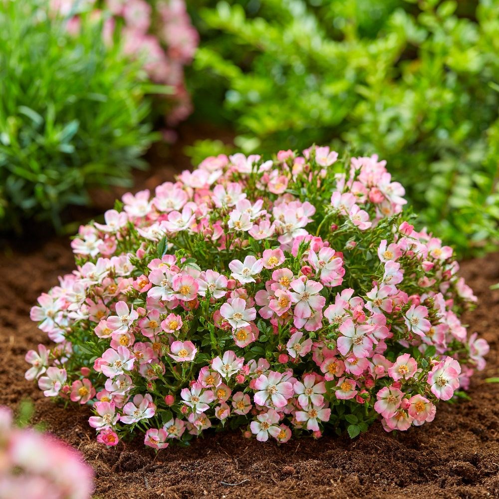 <i>Rosa</i> <b class=small-caps>Cutie Pie </b> ('ROP007') (PBR) | Shrub Rose