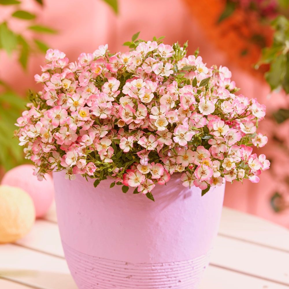 <i>Rosa</i> <b class=small-caps>Cutie Pie </b> ('ROP007') (PBR) | Shrub Rose