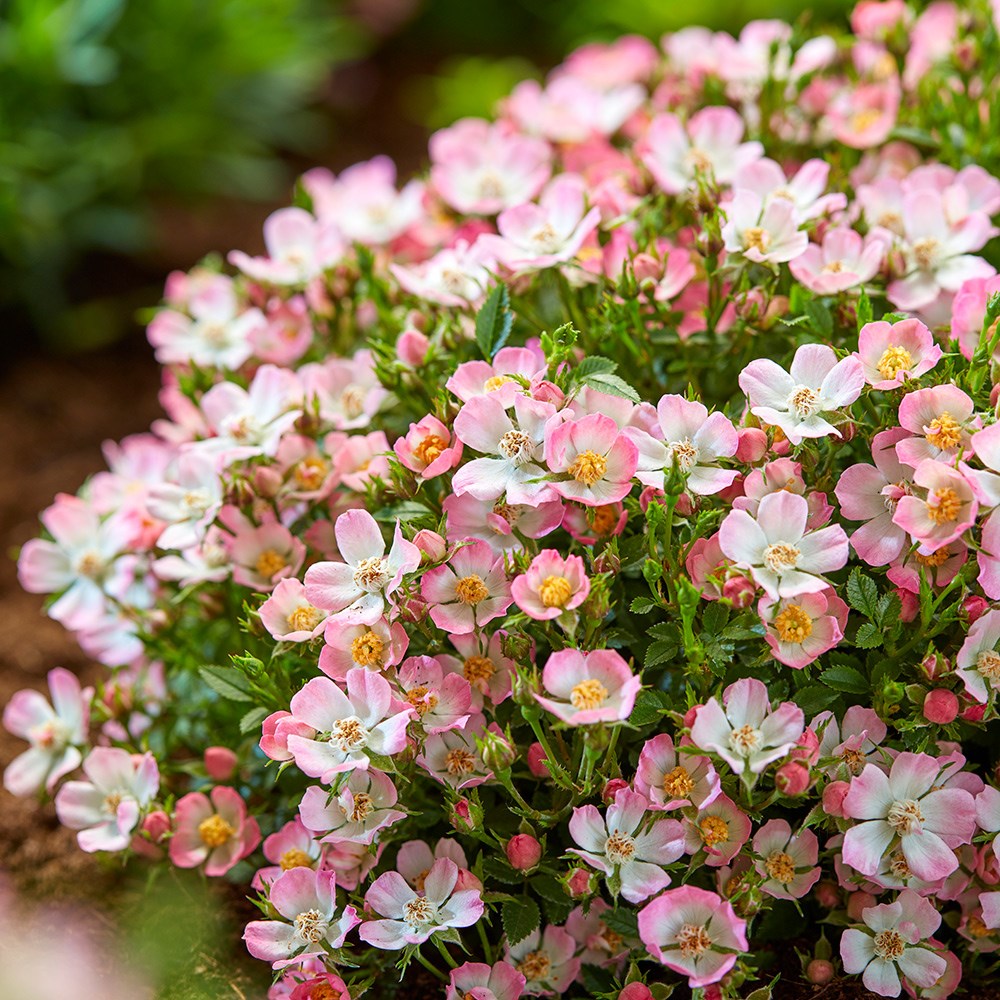 <i>Rosa</i> <b class=small-caps>Cutie Pie </b> ('ROP007') (PBR) | Shrub Rose