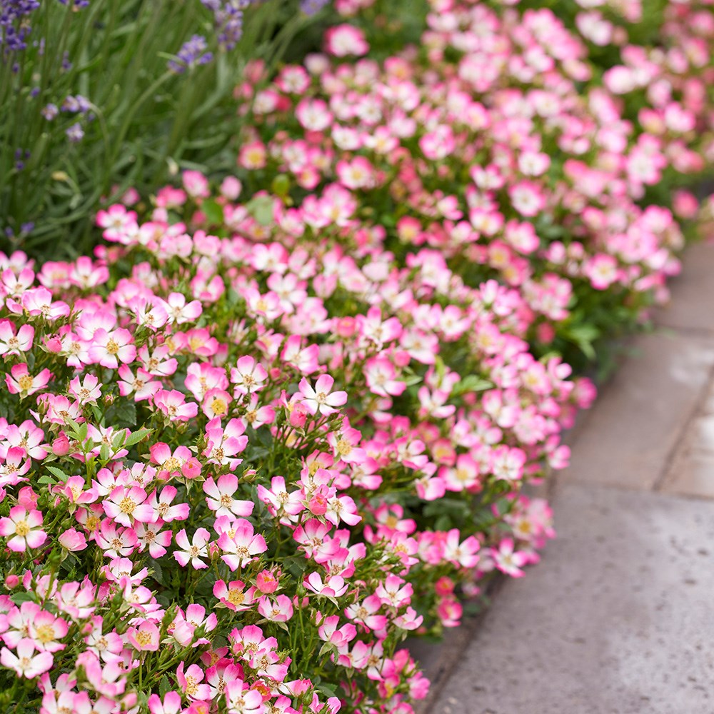 <i>Rosa</i> <b class=small-caps>Cutie Pie </b> ('ROP007') (PBR) | Shrub Rose