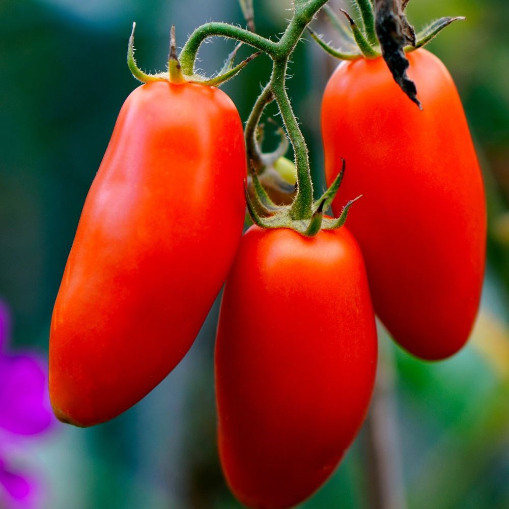 tomato (plum) 'Roma'