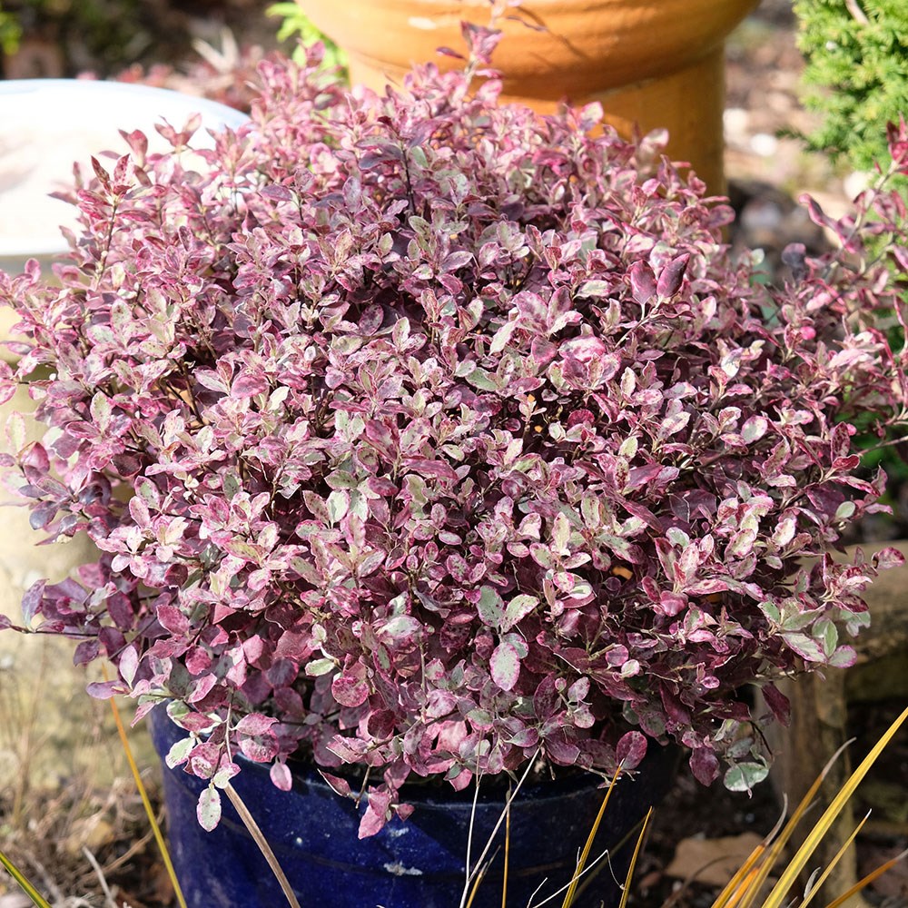 <i>Pittosporum tenuifolium</i> <b class=small-caps>Bannow Bay</b> ('Breebay') (PBR)