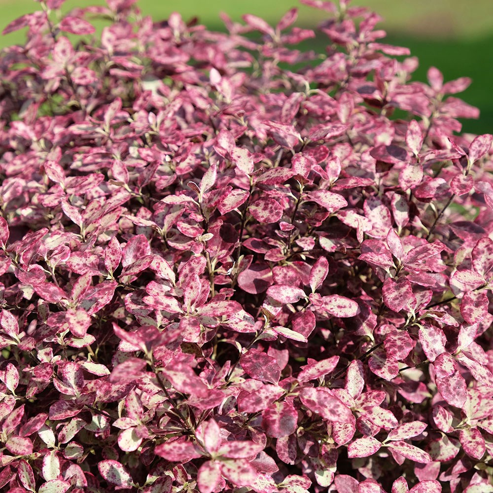 <i>Pittosporum tenuifolium</i> <b class=small-caps>Bannow Bay</b> ('Breebay') (PBR)