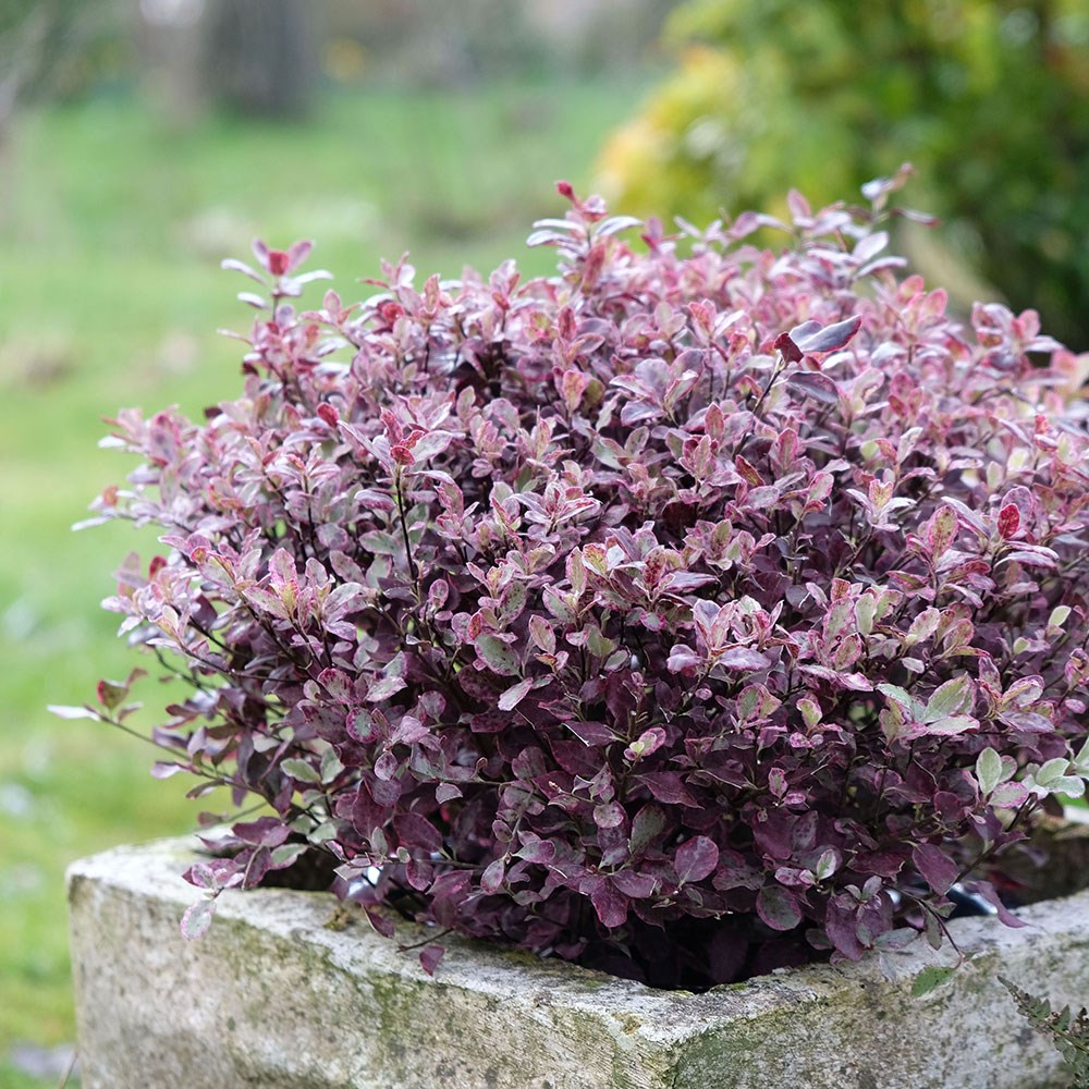 <i>Pittosporum tenuifolium</i> <b class=small-caps>Bannow Bay</b> ('Breebay') (PBR)