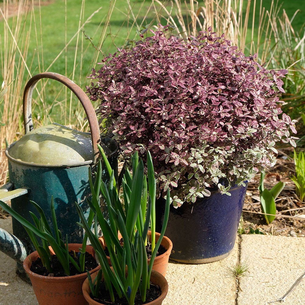 <i>Pittosporum tenuifolium</i> <b class=small-caps>Bannow Bay</b> ('Breebay') (PBR)