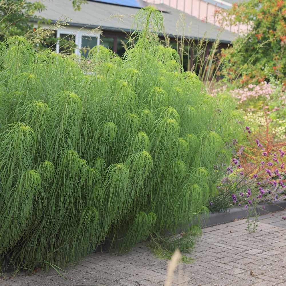 <i>Helianthus salicifolius</i> 