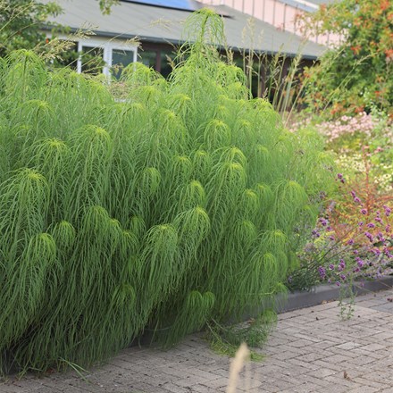 Helianthus salicifolius