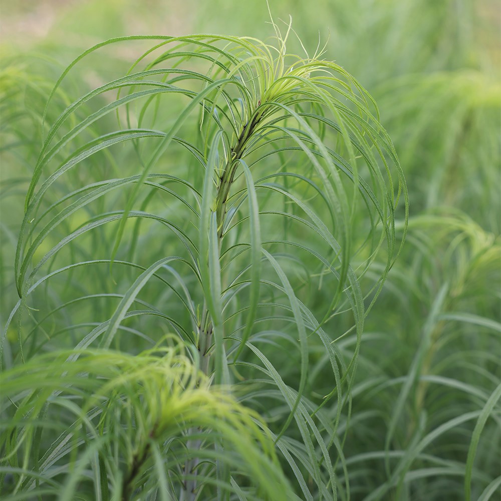 <i>Helianthus salicifolius</i> 