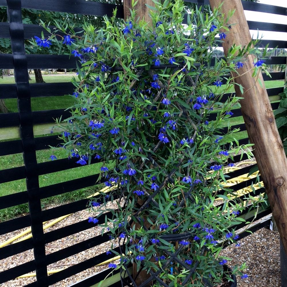 <i>Billardiera heterophylla</i> 'Ultra Blue' (PBR)