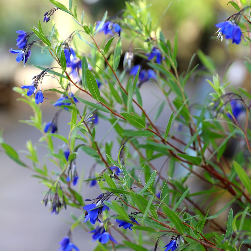 <i>Billardiera heterophylla</i> 'Ultra Blue' (PBR)