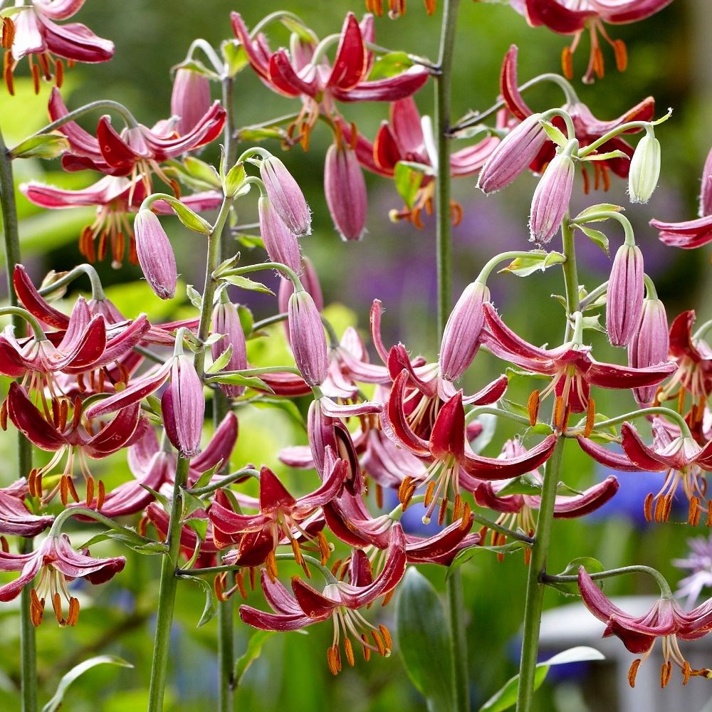 <i>Lilium</i> 'Claude Shride'